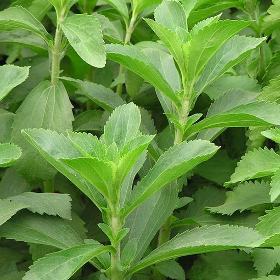 stevia